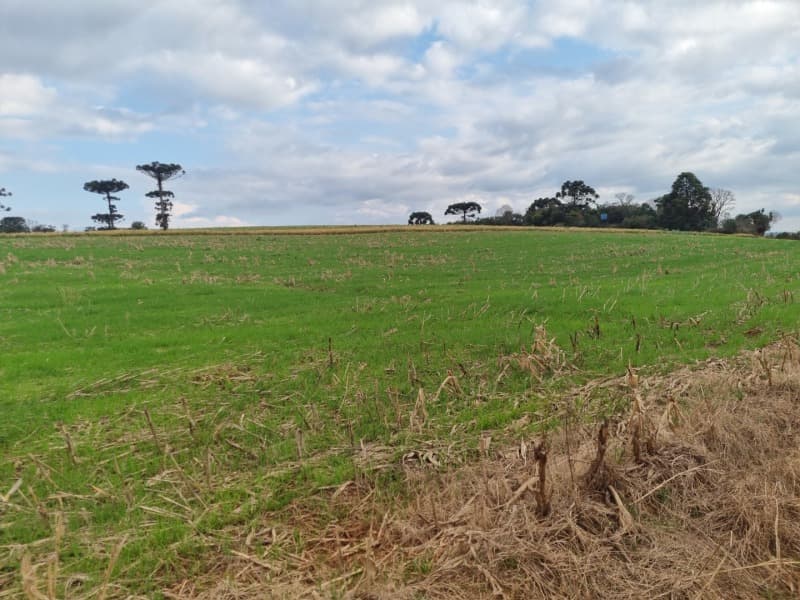 Foto 2 de 24: Area Rural em leilão em Erechim - RS — LOTE 001-4 Imóvel