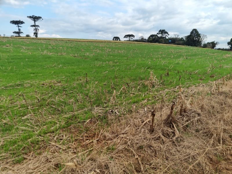 Foto 6 de 24: Area Rural em leilão em Erechim - RS — LOTE 001-4 Imóvel