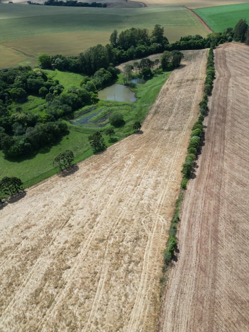 Foto 5 de 7: Area Rural em leilão em Colorado - RS — LOTE 001 UMA FRAÇÃO DE TERRAS DE CULTURA, com a área superficial de 40.600,m² (quarenta mil e seisce