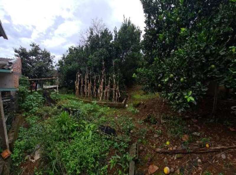 Foto 18 de 18: Casa em leilão em Nova Bassano - RS, bairro Cristo Redentor — LOTE 002 IMÓVEL URBANO COM ÁREA TOTAL DE 360,00M², LOCALIZADO NA RUA DOMINGOS TODESCHINI, N° 244, BA