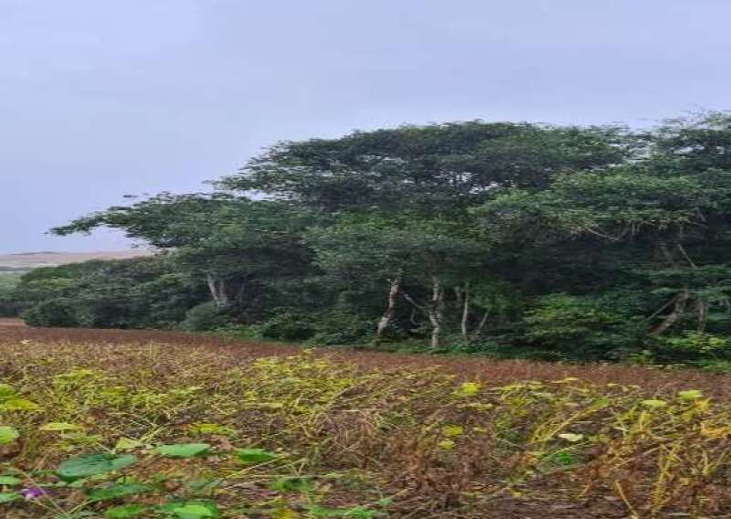 Foto 3 de 6: Area Rural em leilão em David Canabarro - RS — LOTE 004 IMÓVEL RURAL COM ÁREA TOTAL DE 72.600M², LOCALIZADO NA CIDADE DE DAVID CANABARRO/RS