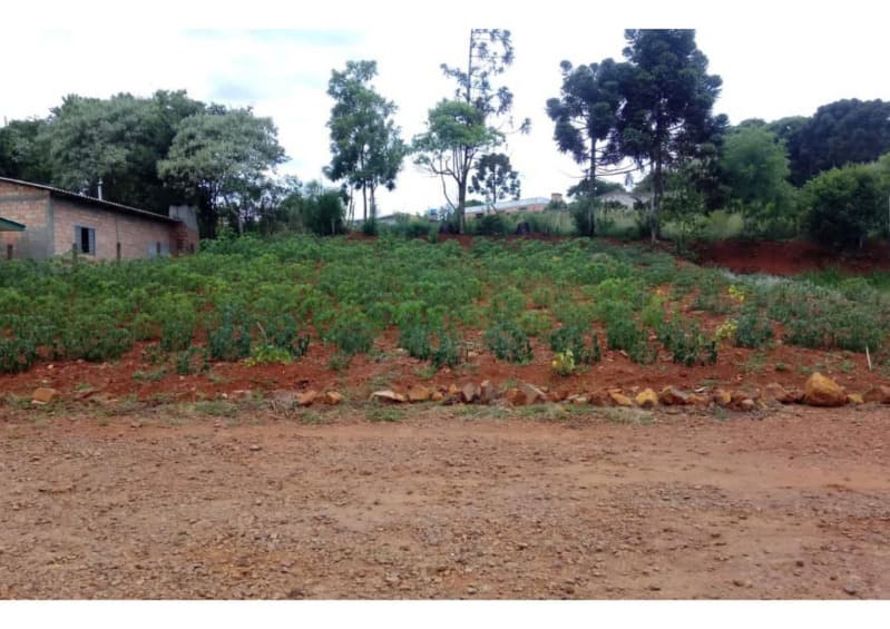Foto 2 de 5: Terreno em leilão em Ronda Alta - RS — LOTE 008 LOTE URBANO, com a área 287,59m², em Ronda Alta/RS