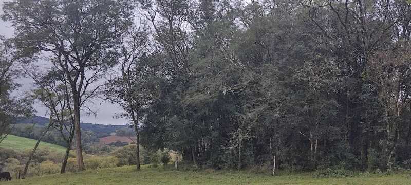 Foto 4 de 7: Terreno em leilão em Engenho Velho - RS — LOTE 023 FRAÇÃO DE 2,5 HECTARES, Linha Bonita, em Engenho Velho/RS