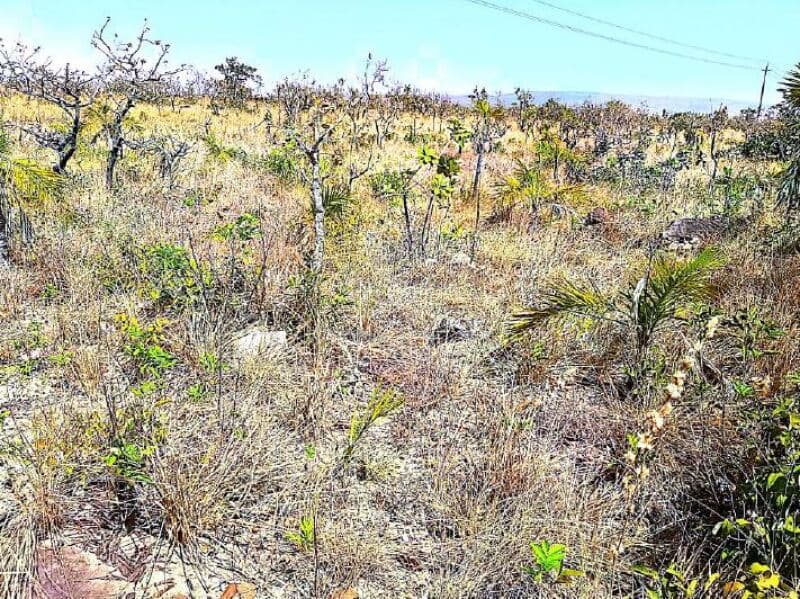 Foto 10 de 19: Area Rural em leilão em Vila Bela Da Santíssima Trindade - MT — LOTE 001 Imóvel Rural com A.T. 6.238,9109 hectares, Fazenda Serra Dourada IV - MT