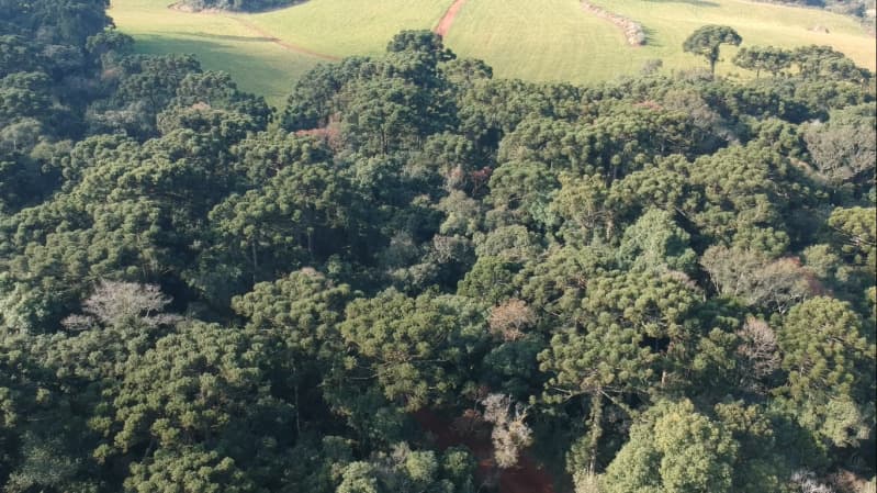 Foto 5 de 8: Area Rural em leilão em Paulo Bento - RS — LOTE 007 A ÁREA DE 20.000,00m² SOBRE O LOTE RURAL Nº 194, da Colônia Paulo Bento, com a área de tota