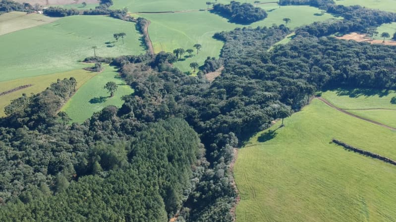 Foto 7 de 8: Area Rural em leilão em Paulo Bento - RS — LOTE 007 A ÁREA DE 20.000,00m² SOBRE O LOTE RURAL Nº 194, da Colônia Paulo Bento, com a área de tota