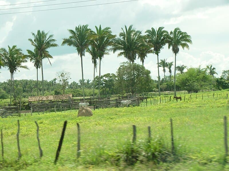 Area Rural em leilão em Alto Alegre Do Pindaré - MA — LOTE 001 Fazenda Três Irmãos, localizada no município de Alto Alegre do Pindaré/MA, medindo 60,5077h