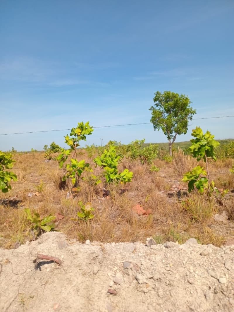 Foto 4 de 12: Area Rural em leilão em Centenário - TO — LOTE 001 Fazenda 7 km da cidade de Centenário, medindo 109 hectares no Loteamento Santa Rosa em Cent