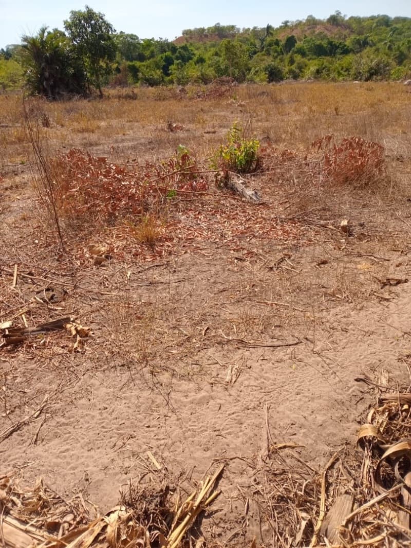 Foto 6 de 12: Area Rural em leilão em Centenário - TO — LOTE 001 Fazenda 7 km da cidade de Centenário, medindo 109 hectares no Loteamento Santa Rosa em Cent