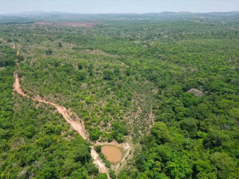 Foto 5 de 7: Area Rural em leilão em Poconé - MT — LOTE 001 Imóvel Rural denominado Fazenda DL com área total de 656,8 hectares, Localizada no Municípi