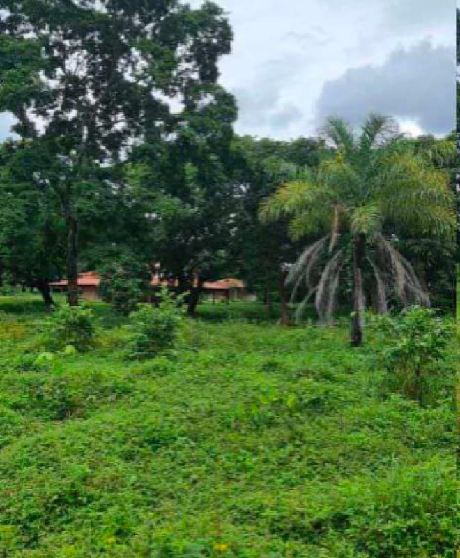 Foto 2 de 4: Area Rural em leilão em Barrolândia - TO — LOTE 001 Imóvel Rural em Barrolandia, Tocantins medindo 45 hectares ( Fazenda Nova Aurora)
