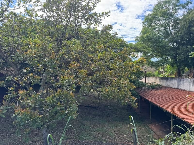 Foto 7 de 29: Comercial em leilão em Lucélia - SP — LOTE 001 Rancho em Lucélia/SP