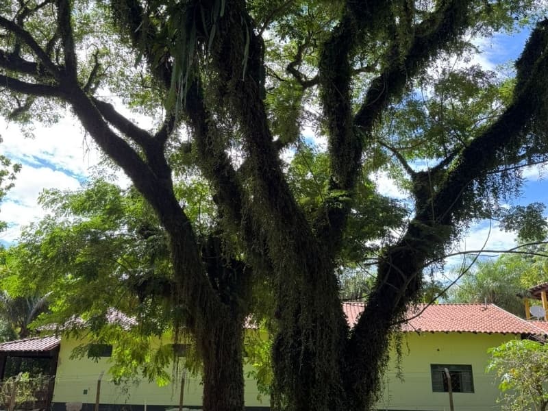 Foto 16 de 29: Comercial em leilão em Lucélia - SP — LOTE 001 Rancho em Lucélia/SP