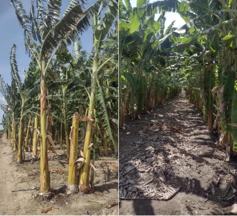 Foto 3 de 3: Area Rural em leilão em Juazeiro - BA — LOTE 001 LOTE AGRÍCOLA SOB O N. 42, LOCALIZADO NO PROJETO MANDACARU I, ÁREA TOTAL DE 5,19 HECTARES,