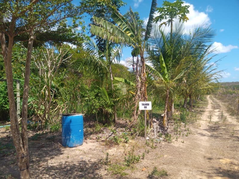 Foto 2 de 59: Area Rural em leilão em Taipu - RN — LOTE 001 Imóvel rural em Taipu/RN – 15,95 ha, galpão, casa, poços, irrigação, energia solar e cultiv