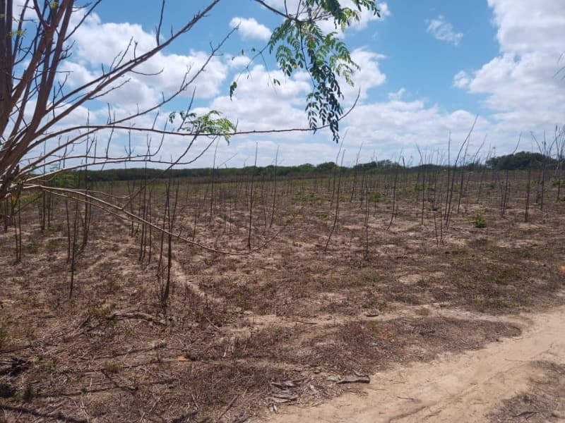 Foto 26 de 59: Area Rural em leilão em Taipu - RN — LOTE 001 Imóvel rural em Taipu/RN – 15,95 ha, galpão, casa, poços, irrigação, energia solar e cultiv