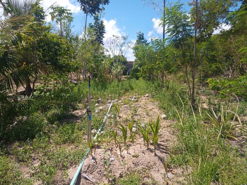 Foto 30 de 59: Area Rural em leilão em Taipu - RN — LOTE 001 Imóvel rural em Taipu/RN – 15,95 ha, galpão, casa, poços, irrigação, energia solar e cultiv