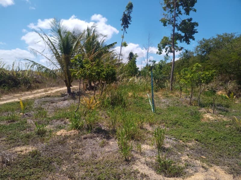 Foto 31 de 59: Area Rural em leilão em Taipu - RN — LOTE 001 Imóvel rural em Taipu/RN – 15,95 ha, galpão, casa, poços, irrigação, energia solar e cultiv