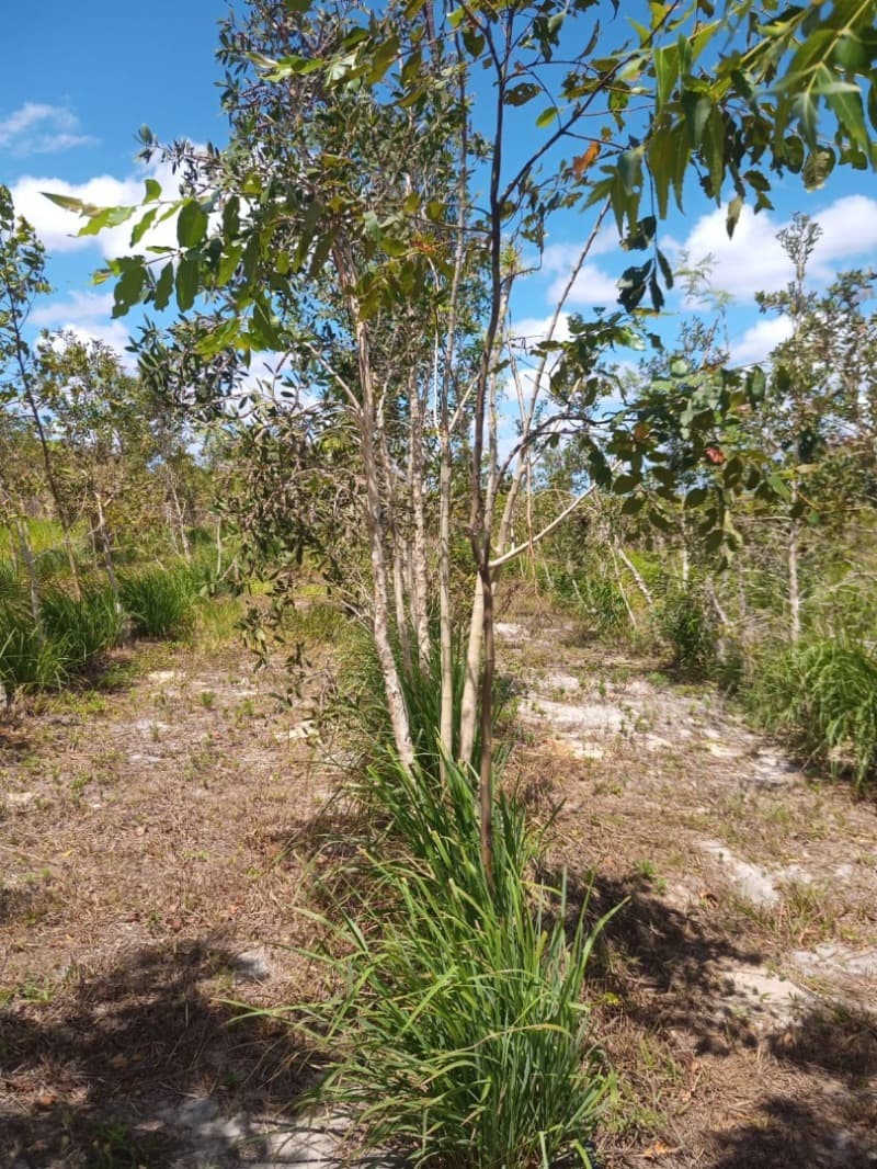 Foto 42 de 59: Area Rural em leilão em Taipu - RN — LOTE 001 Imóvel rural em Taipu/RN – 15,95 ha, galpão, casa, poços, irrigação, energia solar e cultiv