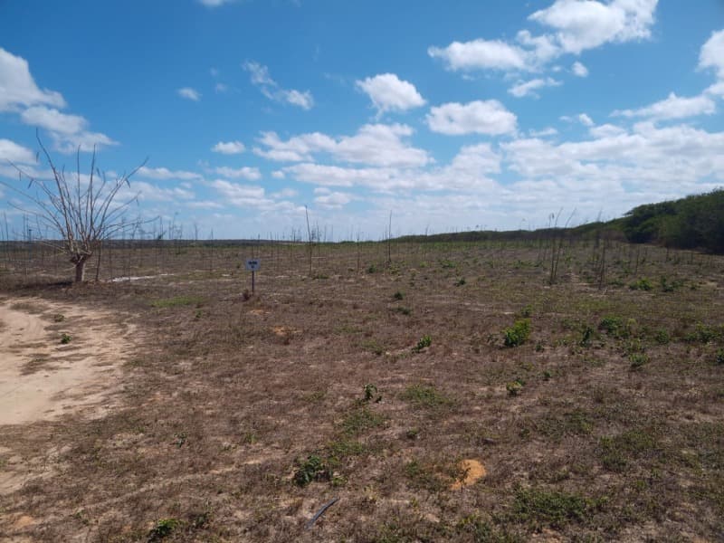 Foto 51 de 59: Area Rural em leilão em Taipu - RN — LOTE 001 Imóvel rural em Taipu/RN – 15,95 ha, galpão, casa, poços, irrigação, energia solar e cultiv