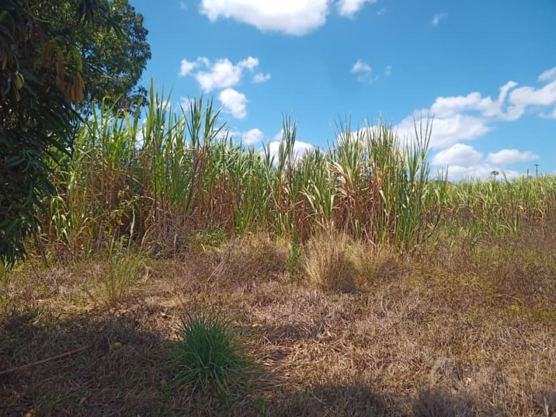Foto 53 de 59: Area Rural em leilão em Taipu - RN — LOTE 001 Imóvel rural em Taipu/RN – 15,95 ha, galpão, casa, poços, irrigação, energia solar e cultiv