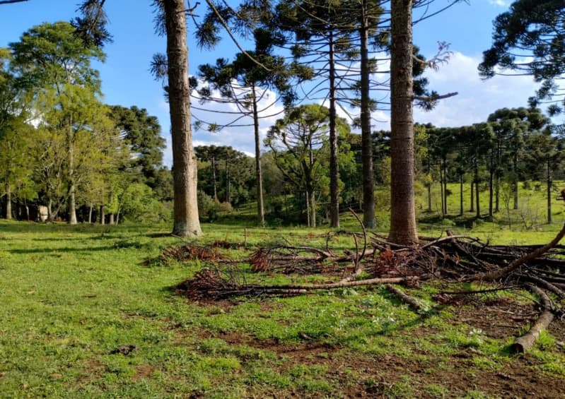 Foto 2 de 8: Terreno em leilão em Caçador - SC — LOTE 001 Terreno Rural com 92.529,23m2 em Caçador/SC
