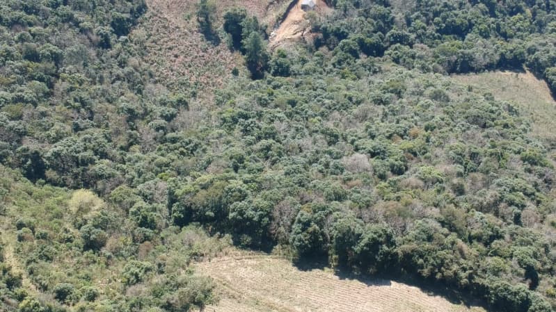 Foto 4 de 15: Area Rural em leilão em Barros Cassal - RS — LOTE 006 LOTE RURAL Nº 348, da Secção Godolfim Ramos, com a área de 146.000,00m² em Barros Cassal/RS