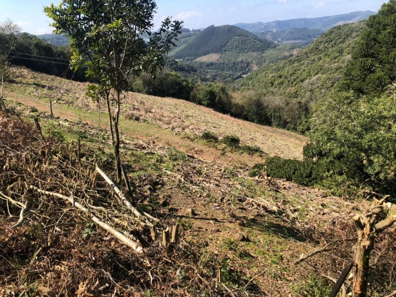Foto 7 de 15: Area Rural em leilão em Barros Cassal - RS — LOTE 006 LOTE RURAL Nº 348, da Secção Godolfim Ramos, com a área de 146.000,00m² em Barros Cassal/RS