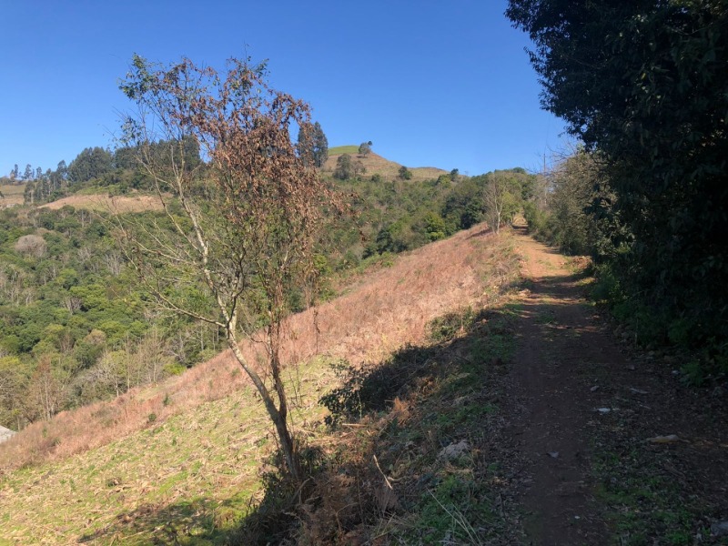 Foto 9 de 15: Area Rural em leilão em Barros Cassal - RS — LOTE 006 LOTE RURAL Nº 348, da Secção Godolfim Ramos, com a área de 146.000,00m² em Barros Cassal/RS