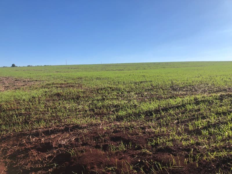 Foto 10 de 22: Terreno em leilão em Ernestina - RS, bairro Centro — LOTE 703 A FRAÇÃO IDEAL DE 10.000,00m² SOBRE UMA ÁREA DE TERRAS, com área de 146.250,00m², situada e