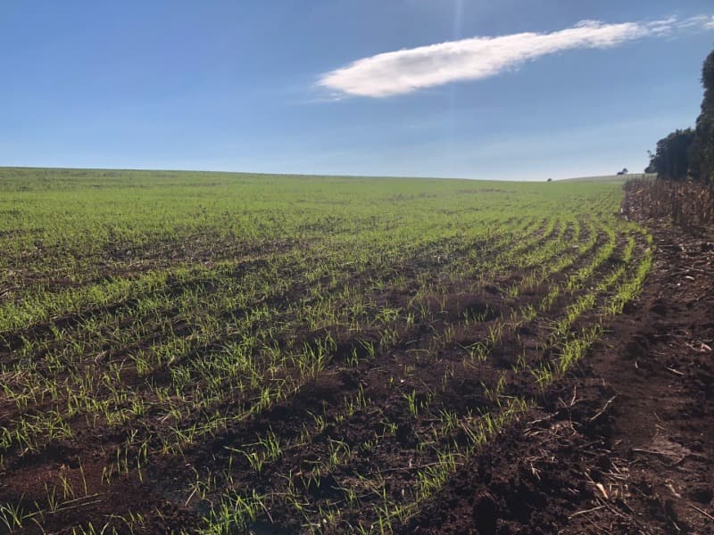 Foto 11 de 22: Terreno em leilão em Ernestina - RS, bairro Centro — LOTE 703 A FRAÇÃO IDEAL DE 10.000,00m² SOBRE UMA ÁREA DE TERRAS, com área de 146.250,00m², situada e