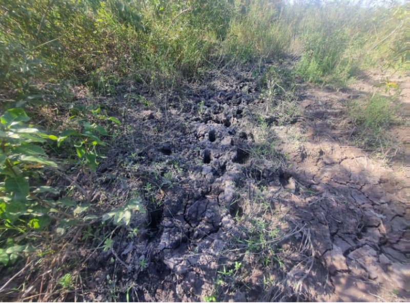 Foto 2 de 13: Area Rural em leilão em Formoso Do Araguaia - TO — LOTE 001 FAZENDA VENEZA, com a Área de 183,71.06 ha, do Loteamento Javaezinho, município de Formoso