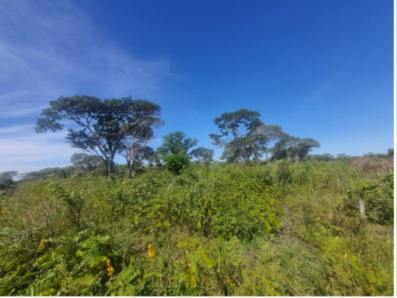 Foto 5 de 13: Area Rural em leilão em Formoso Do Araguaia - TO — LOTE 001 FAZENDA VENEZA, com a Área de 183,71.06 ha, do Loteamento Javaezinho, município de Formoso