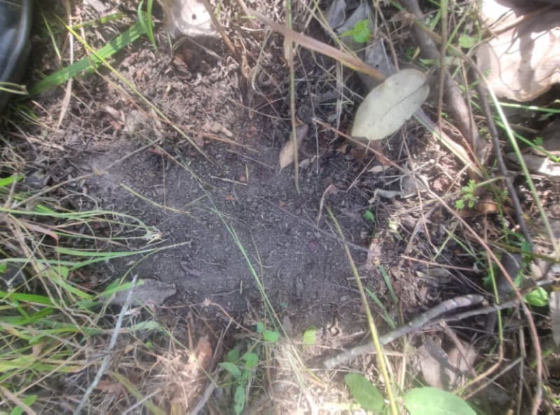 Foto 9 de 13: Area Rural em leilão em Formoso Do Araguaia - TO — LOTE 001 FAZENDA VENEZA, com a Área de 183,71.06 ha, do Loteamento Javaezinho, município de Formoso