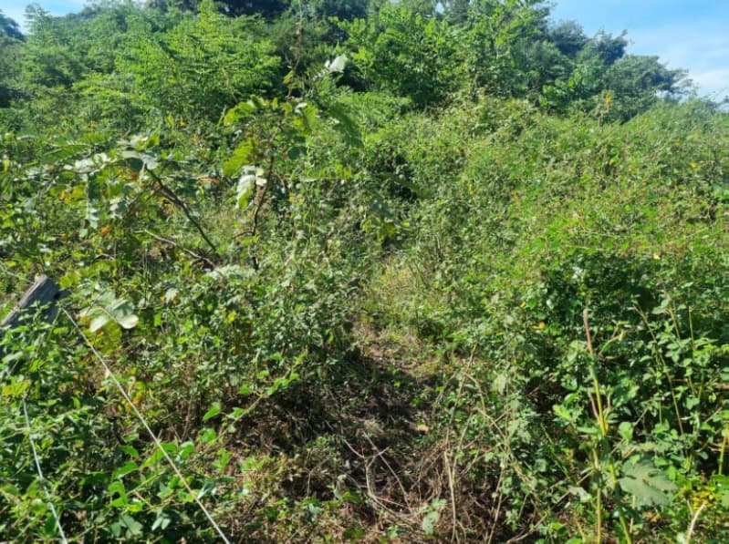 Foto 11 de 13: Area Rural em leilão em Formoso Do Araguaia - TO — LOTE 001 FAZENDA VENEZA, com a Área de 183,71.06 ha, do Loteamento Javaezinho, município de Formoso