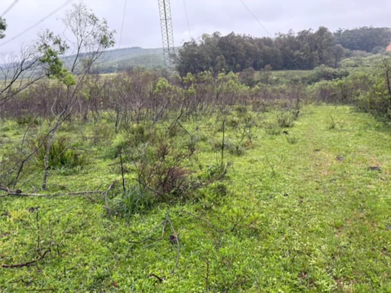Foto 5 de 18: Area Rural em leilão em Eldorado Do Sul - RS — Casa - Eldorado do Sul - RS