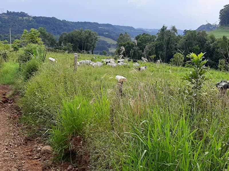 Foto 1 de 7: Terreno em leilão em Trindade Do Sul - RS — Terreno Trindade do Sul RS