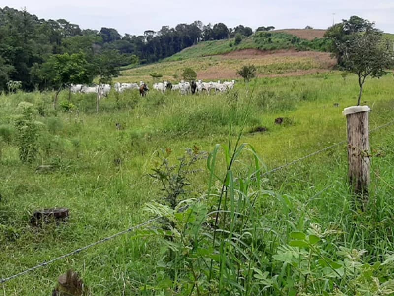 Foto 4 de 7: Terreno em leilão em Trindade Do Sul - RS — Terreno Trindade do Sul RS