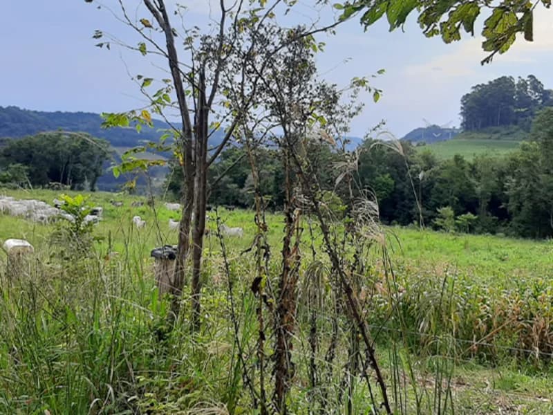 Foto 6 de 7: Terreno em leilão em Trindade Do Sul - RS — Terreno Trindade do Sul RS