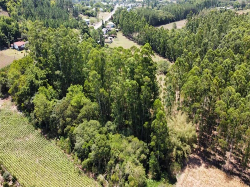 Foto 8 de 15: Terreno em leilão em Encantado - RS, bairro Jacarezinho — Terreno - Encantado - RS