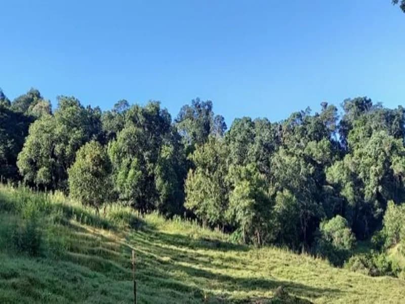 Foto 5 de 9: Terreno em leilão em Xaxim - SC — Terreno - Xaxim - SC