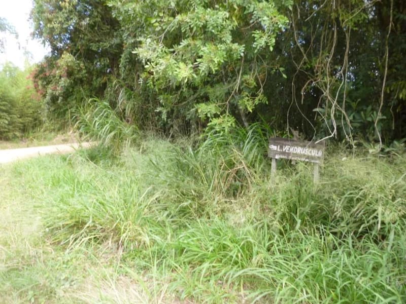 Foto 1 de 30: Terreno em leilão em Faxinal Do Soturno - RS, bairro Trombudo — Terreno - Dona Francisca - RS