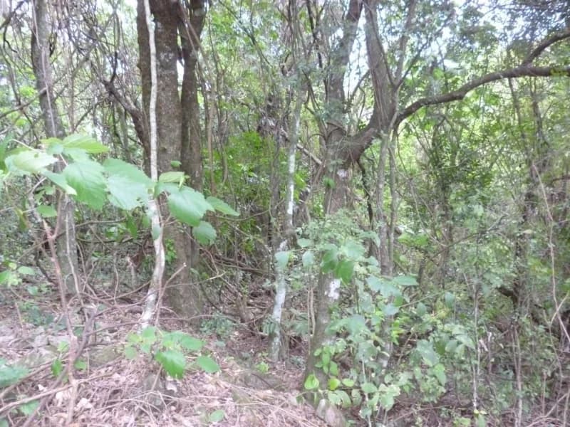 Foto 24 de 30: Terreno em leilão em Faxinal Do Soturno - RS, bairro Trombudo — Terreno - Dona Francisca - RS