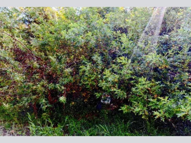 Terreno em leilão em Cachoeira Do Sul - RS, bairro Vila Nossa Senhora de Fátima — Terreno - Cachoeira do Sul - RS