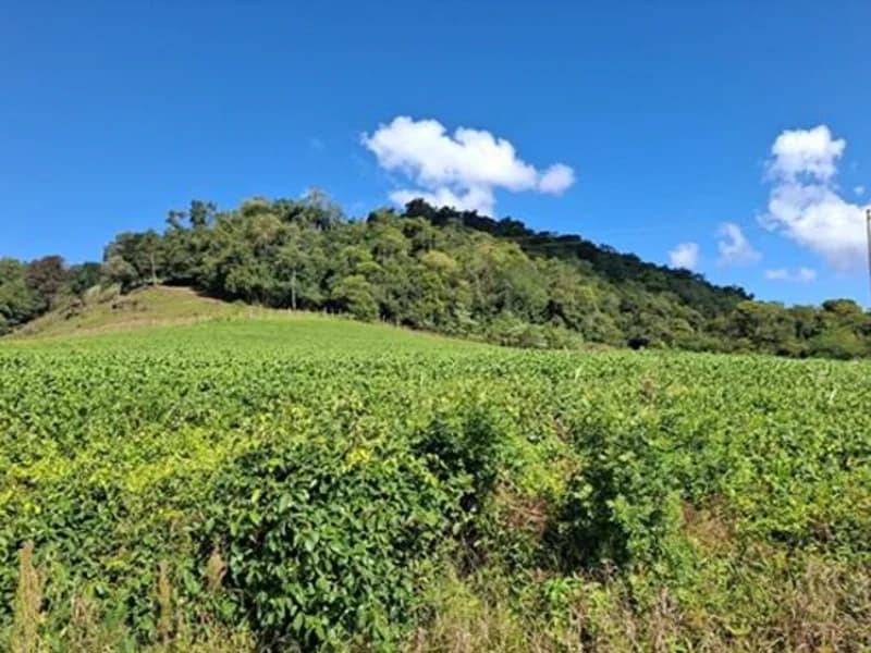 Foto 2 de 8: Terreno em leilão em Seberi - RS — Terreno - Seberi - RS