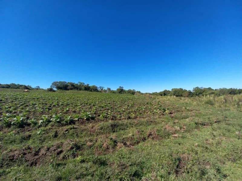 Foto 1 de 18: Terreno em leilão em Canguçu - RS — Terreno - Canguçu - RS