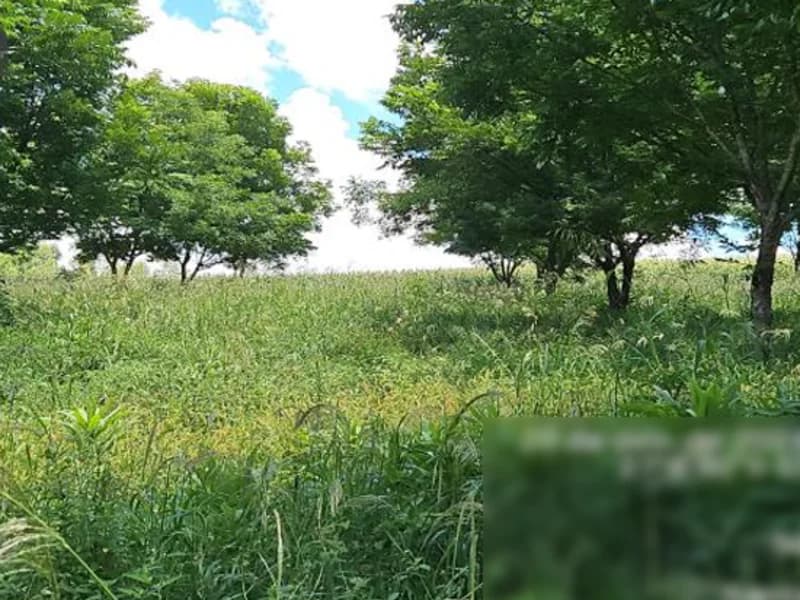 Foto 5 de 8: Terreno em leilão em Palmitos - SC — Terreno - Palmitos - SC