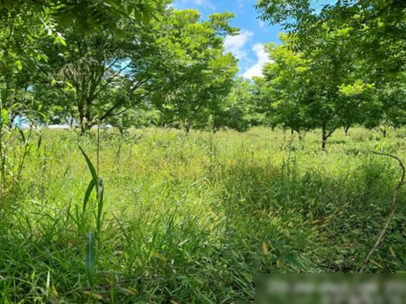 Terreno em leilão em Palmitos - SC — Terreno - Palmitos - SC