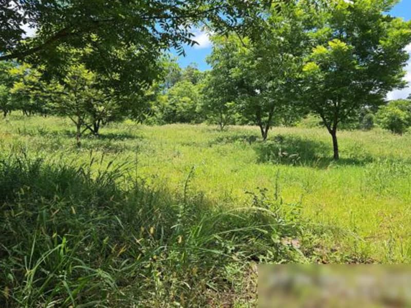 Foto 6 de 8: Terreno em leilão em Palmitos - SC — Terreno - Palmitos - SC