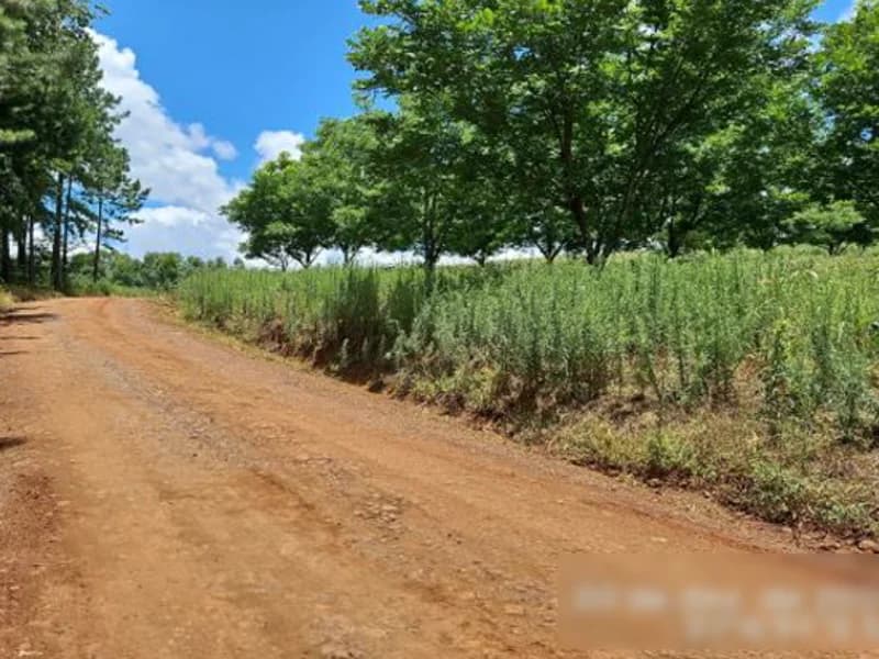 Foto 4 de 8: Terreno em leilão em Palmitos - SC — Terreno - Palmitos - SC